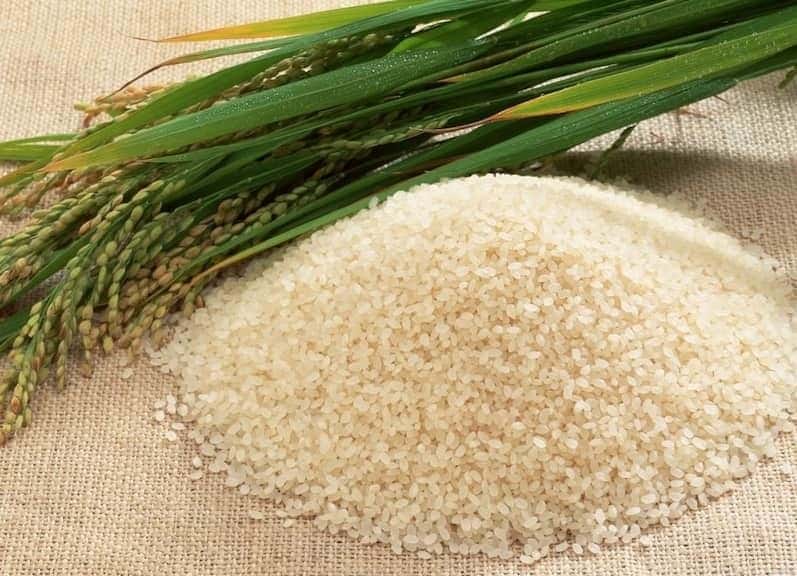 قیمت برنج چمپا + خرید و فروش عمده