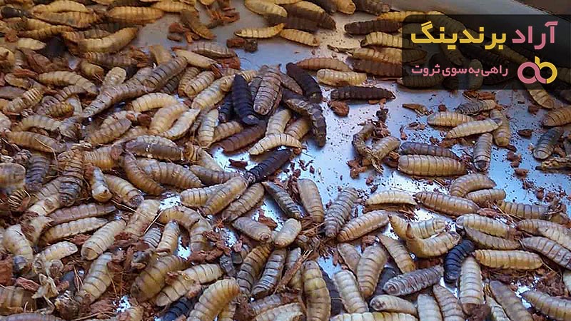 مرجع قیمت انواع سم لاروکش + خرید ارزان