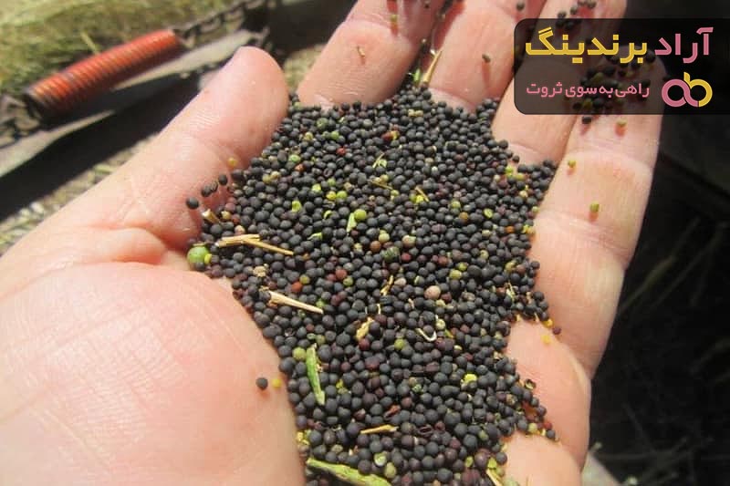 آشنایی با دانه کلزا + قیمت استثنایی خرید دانه کلزا