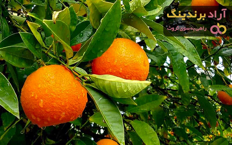 قیمت خرید پرتقال شمال + فروش عالی