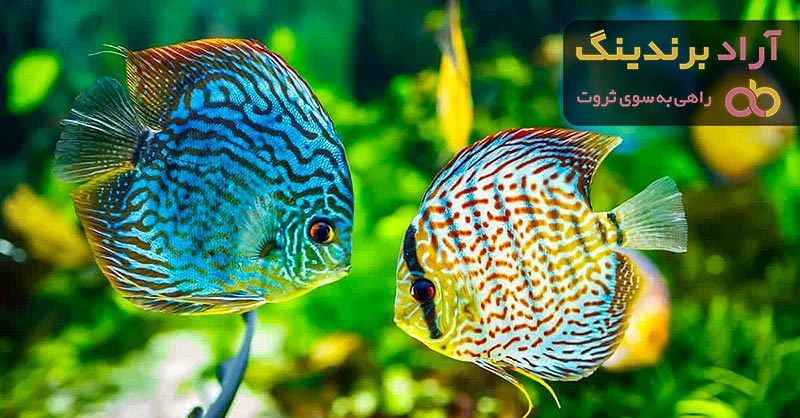 مرجع قیمت انواع ماهی دیسکس + خرید ارزان