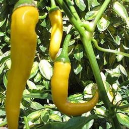 خرید و قیمت بذر فلفل شمشیری شیرین