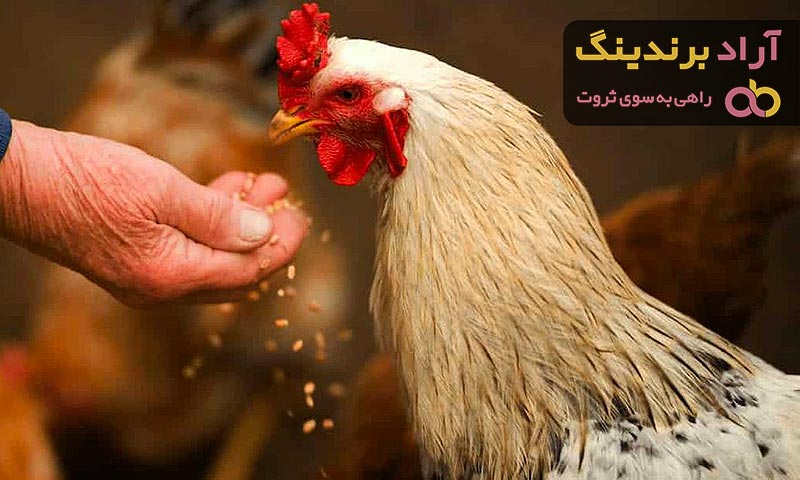 دان مرغ | فروشندگان قیمت مناسب دان مرغ