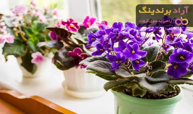 قیمت خرید بنفشه آفریقایی + فروش عالی