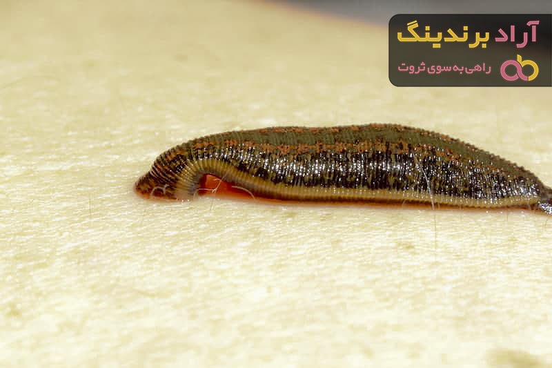 خرید و لیست قیمت زالو با بهترین کیفیت