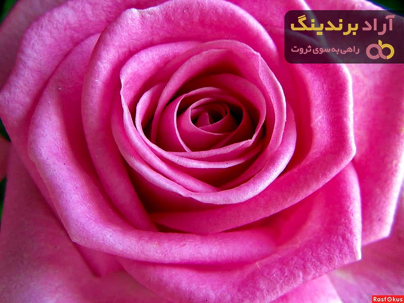 قیمت خرید دسته گل رز هلندی + عکس