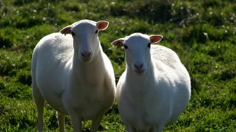 قیمت خرید دام زنده تهران + تست کیفیت