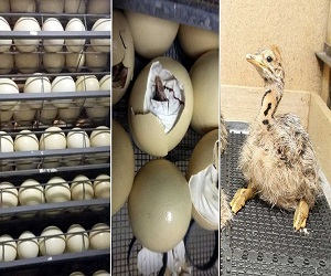 دستگاه جوجه کشی شترمرغ خانگی | خرید با قیمت ارزان