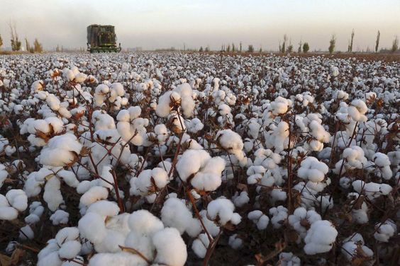 خرید انواع نخ پنبه با بهترین قیمت