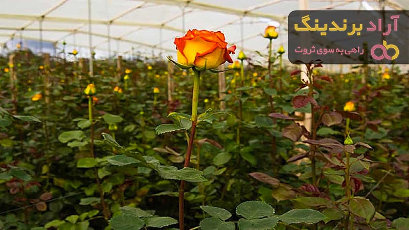 بهترین گل رز هلندی دو رنگ + قیمت خرید عالی
