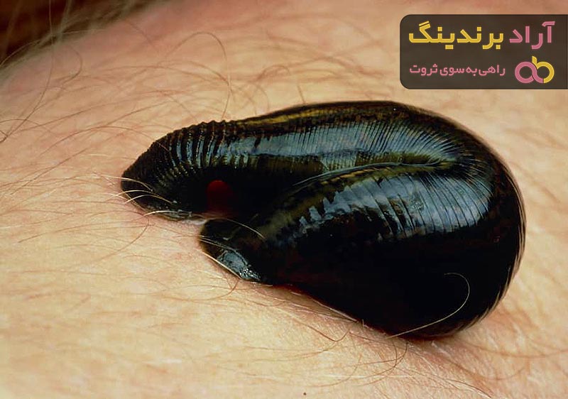 قیمت خرید زالو قرمز + فروش در تجارت و صادرات