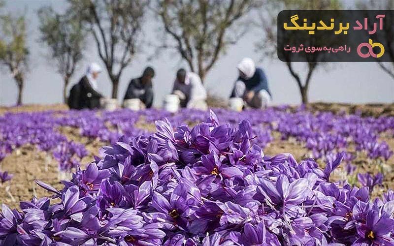 قیمت خرید گل گاوزبان وحشی + مشخصات، عمده ارزان