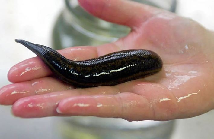 زالوی دریایی (sea ​​leech) + قیمت خرید عالی