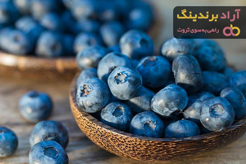 قیمت بلوبری پایه بلند + خرید و فروش بلوبری پایه بلند عمده