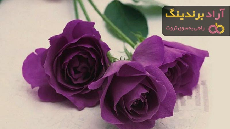 قیمت خرید گل رز ارغوانی + طرز تهیه