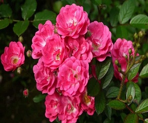 خرید انواع گل و گیاه خانگی + قیمت