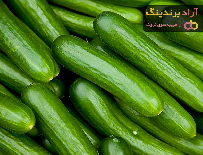 قیمت خرید خیار صادراتی گلخانه ای + خواص، معایب و مزایا