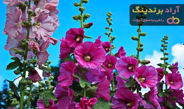 قیمت خرید گل ختمی + مزایا و معایب