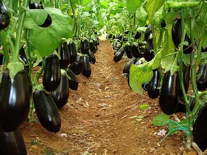 خرید بذر بادمجان ژاپنی + قیمت عالی با کیفیت تضمینی