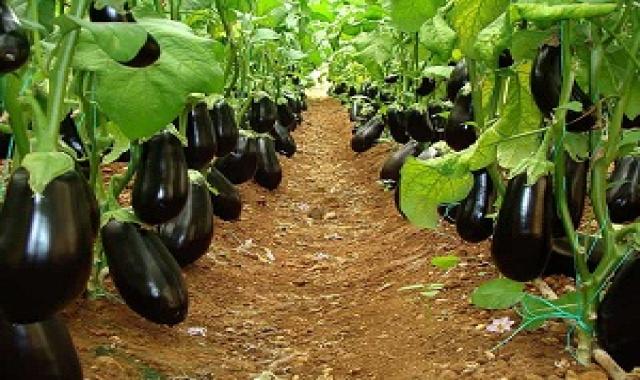 خرید بذر بادمجان ژاپنی + قیمت عالی با کیفیت تضمینی