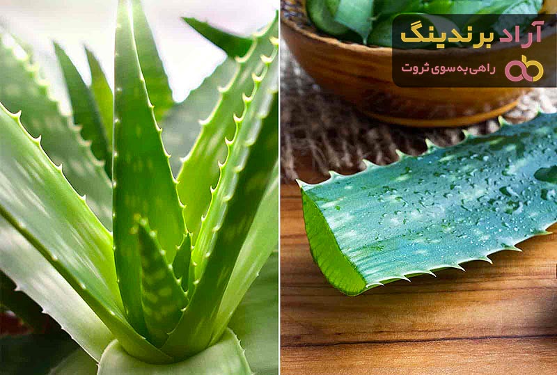 خرید انواع آلوئه ورا تیغ دار + قیمت