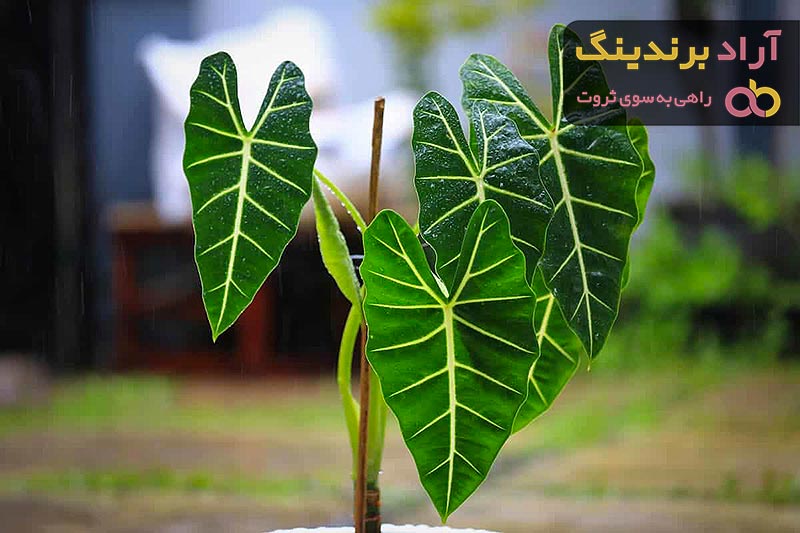 معرفی انواع گیاه آلوکازیا + قیمت خرید