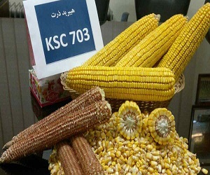 راهنمای خرید بذر ذرت سیمون + قیمت عالی