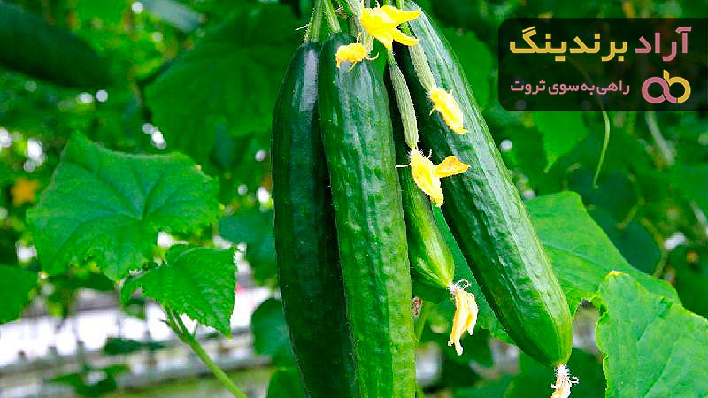 خرید خیار گلخانه ای + معرفی کارخانه تولید و عرضه پخش