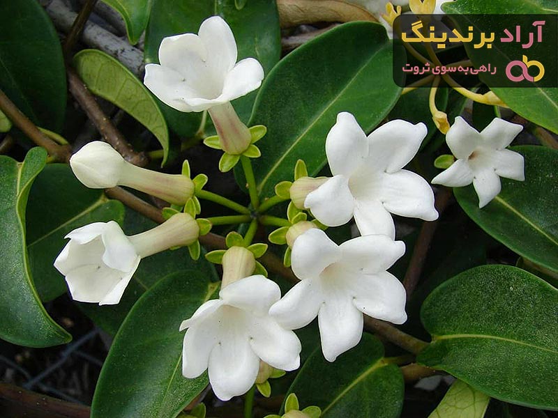 لیست قیمت گل یاسمن دی ۱۴۰۱