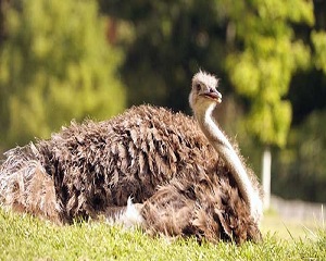 همه محصولات شتر مرغ ایرانی (Iranian ostrich) + قیمت خرید
