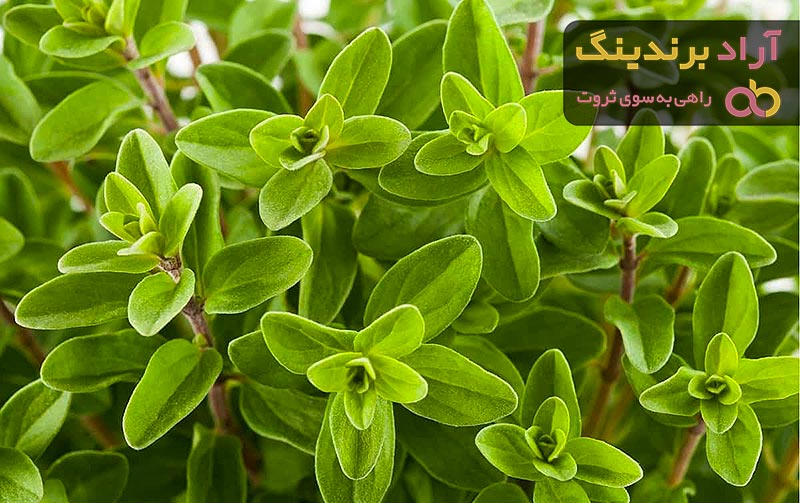 قیمت مرزنجوش + خرید و فروش عمده