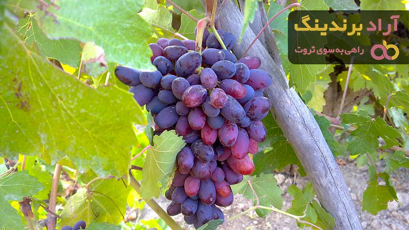 معرفی سولفات آهن کشاورزی + بهترین قیمت خرید