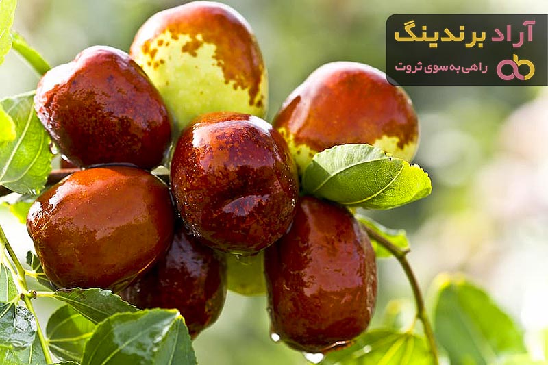 خرید و قیمت بهترین انواع عناب