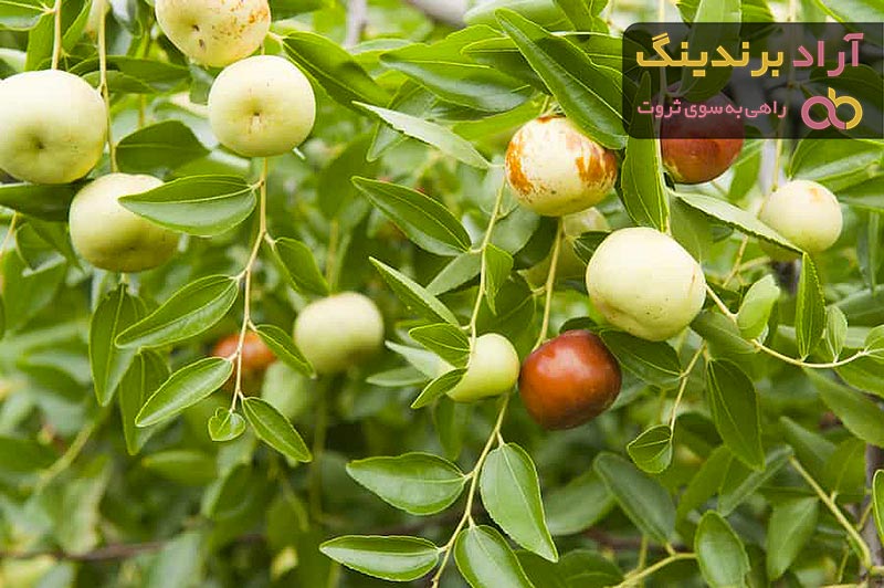 لیست قیمت عناب دی ۱۴۰۱