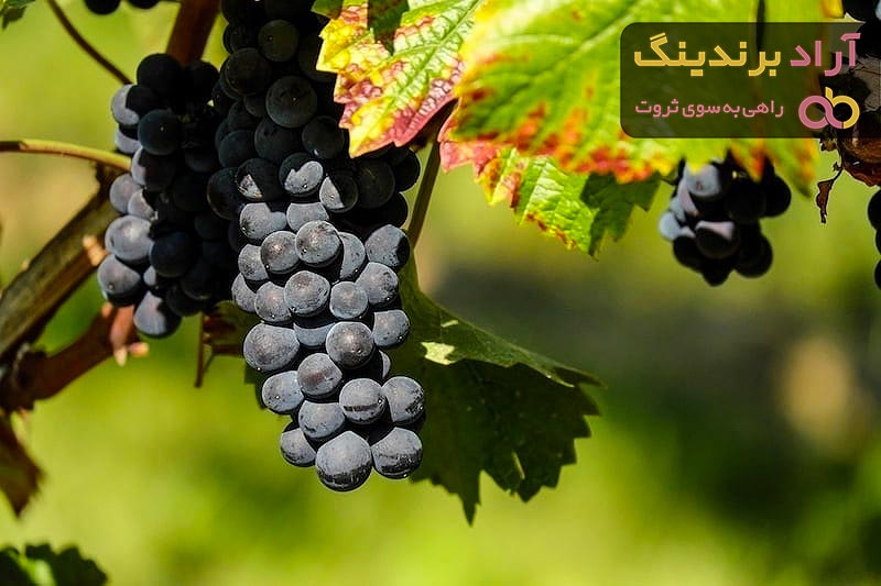 انگور سیاه قزوین + قیمت خرید، کاربرد، مصارف و خواص 