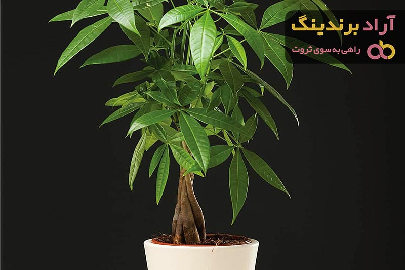 گیاه آپارتمانی پاچیرا + قیمت خرید، کاربرد، مصارف و خواص