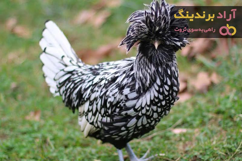 خرید و قیمت روز مرغ کاکلی تخمگذار