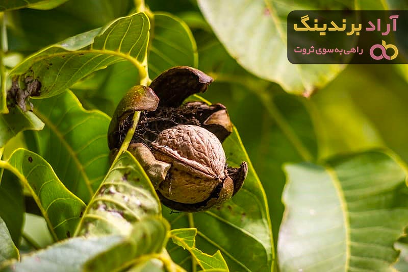 خرید و قیمت انواع گردو خارجی با کیفیت