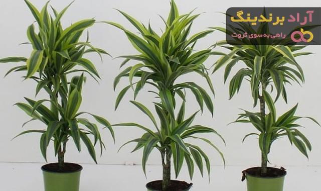 خرید و قیمت روز گل آپارتمانی ذرتی 