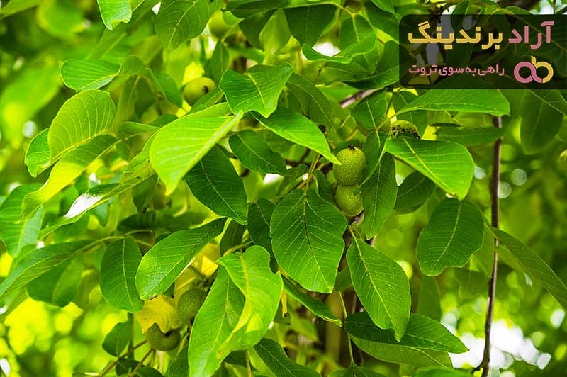 لیست قیمت گردو تویسرکان دی ۱۴۰۱