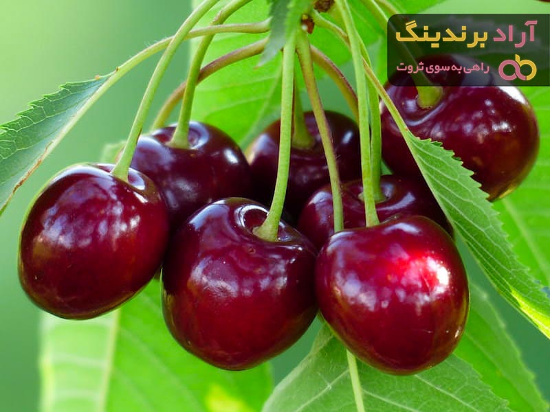 لیست قیمت گیلاس مشهدی دی ۱۴۰۱