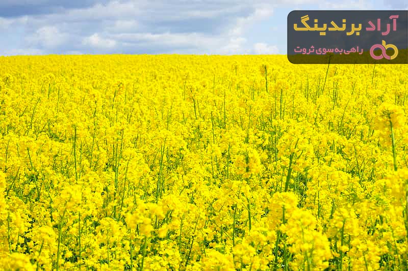 خرید بهترین انواع دانه کلزا با قیمت ارزان
