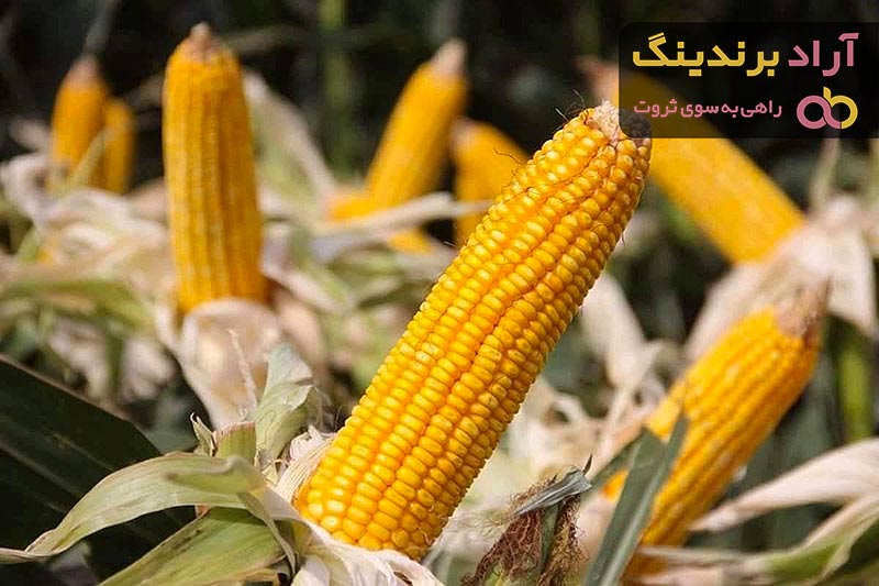 خرید جدیدترین انواع ذرت علوفه ای دامی