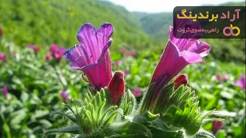 معرفی گل گاو زبان شیرین + بهترین قیمت خرید