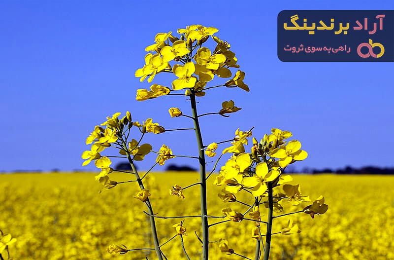 بهترین دانه روغن کلزا + قیمت خرید عالی