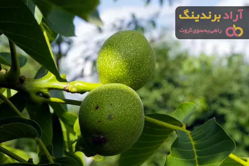 خرید بهترین انواع گردو فرنور با قیمت ارزان