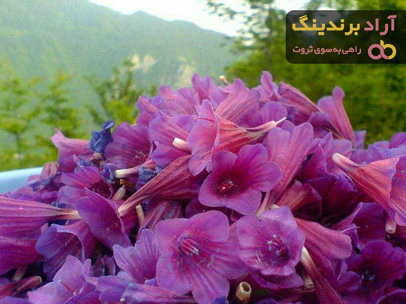 خرید انواع گل گاو زبان ایران + قیمت