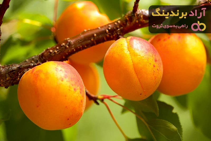 خرید و قیمت روز قیسی زردآلوی آفتابی