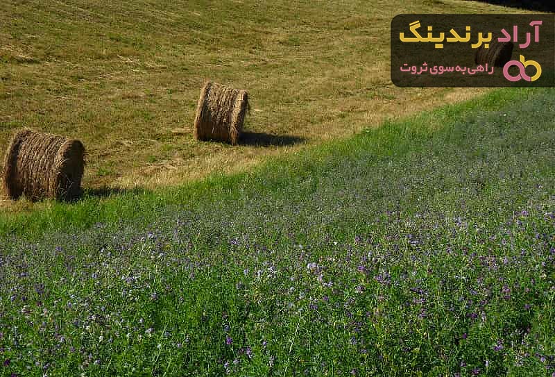 قیمت خرید یونجه خشک + فروش عالی