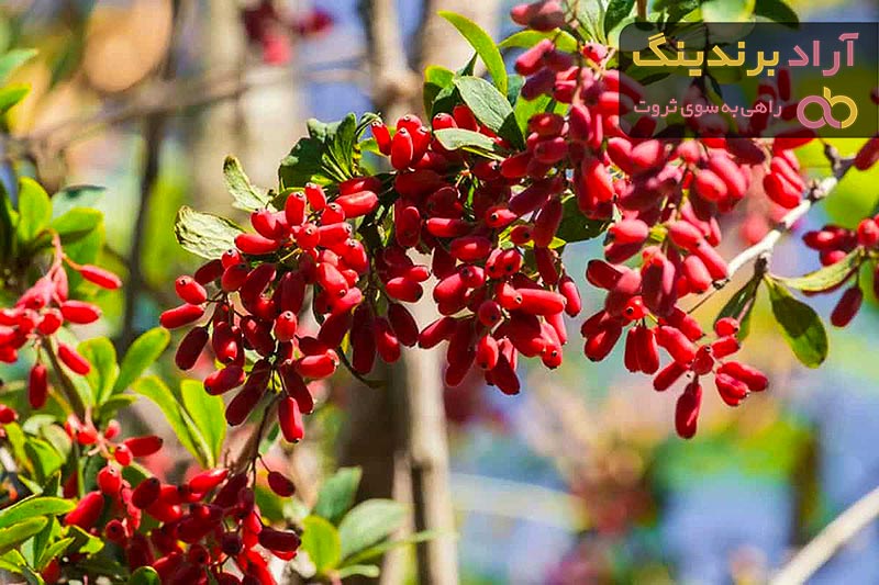 معرفی انواع زرشک ایرانی + قیمت خرید